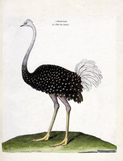 Wykres zoologiczny (ornitologia): struś (struthio camelus). Ilustracja w „Historii ptaków, namalowanych w ich pozornych i wrażliwych aspektach” Francois Nicolas Martinet (1731-1800). Prywatna kolekcja. autorstwa Francois Nicolas Martinet