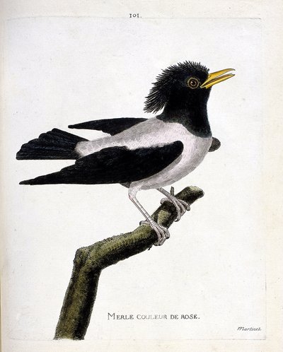 Wykres zoologiczny (ornitologia): różowy kos (czerwawy szpak lub sturnus roseus) na gałęzi. Ilustracja w „Historii ptaków malowanych w ich pozornych i wrażliwych aspektach” Francois Nicolas Martinet (1731-1800). Prywatna kolekcja. autorstwa Francois Nicolas Martinet
