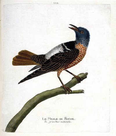 Wykres zoologiczny (ornitologia): kos skalny (kos skalny lub monticola saxatilis). Ilustracja w „Historii ptaków, namalowanych w ich pozornych i wrażliwych aspektach” Francois Nicolas Martinet (1731-1800). Prywatna kolekcja. autorstwa Francois Nicolas Martinet