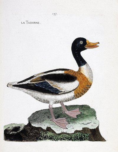 Wykres zoologiczny (ornitologia): tadorne (tadorne de belon lub tadorna tadorna). Ilustracja w „Historii ptaków malowanych w ich pozornych i wrażliwych aspektach” Francois Nicolas Martinet (1731-1800). Prywatna kolekcja. autorstwa Francois Nicolas Martinet