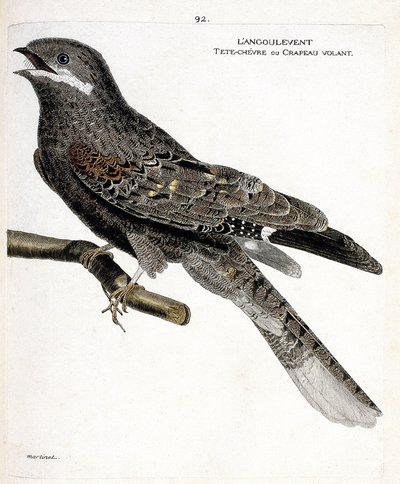 Mapa zoologiczna (ornitologia): angulvent (europejski jastrząb lub caprimulgus europaeus) na gałęzi. Ilustracja w „Historii ptaków, namalowanych w ich pozornych i wrażliwych aspektach” Francois Nicolas Martinet (1731-1800). Prywatna kolekcja autorstwa Francois Nicolas Martinet