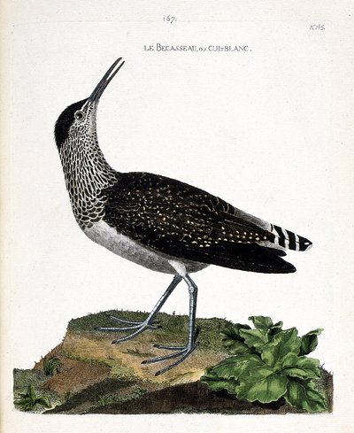 Wykres zoologiczny (ornitologia): dziób lub cul-blanc (biały tyłek, culblanc knight lub Tringa ochropus). Ilustracja w „Historii ptaków malowanych w ich pozornych i wrażliwych aspektach” Francois Nicolas Martinet (1731-1800). Prywatna kolekcja autorstwa Francois Nicolas Martinet