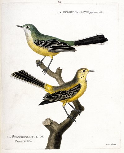 Wykres zoologiczny (ornitologia): sama bergeronette i wiosenna bergeronette (wiosenna bergeronette lub motacilla flava) na gałęzi. Ilustracja w „Historii ptaków malowanych w ich pozornych i wrażliwych aspektach” Francois Nicolas Ma autorstwa Francois Nicolas Martinet