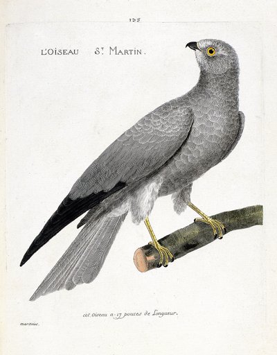 Wykres zoologiczny (ornitologia): ptasi święty martin (busard saint martin lub circus cyaneus) na gałęzi. Ilustracja w „Historii ptaków, namalowanych w ich pozornych i wrażliwych aspektach” Francois Nicolas Martinet (1731-1800). Prywatna kolekcja autorstwa Francois Nicolas Martinet