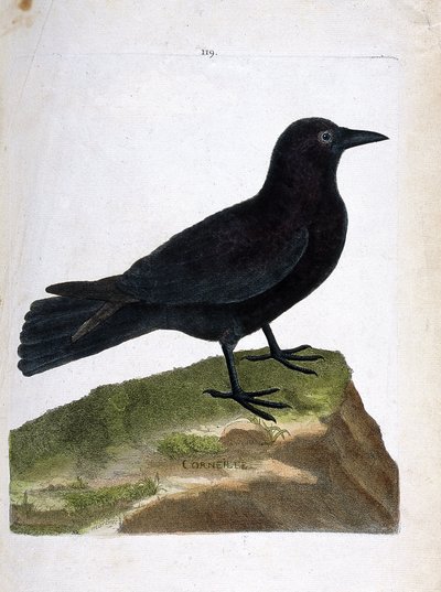 Wykres zoologiczny (ornitologia): wrona (czarna wrona lub corvus corone). Ilustracja w „Historii ptaków, namalowanych w ich pozornych i wrażliwych aspektach” Francois Nicolas Martinet (1731-1800). Prywatna kolekcja. autorstwa Francois Nicolas Martinet