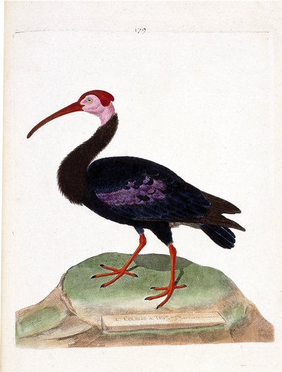 Mapa zoologiczna (ornitologia): kulik ma gołą głowę czapki dobrej nadziei (ibis du cap lub geronticus calvus). Ilustracja w „Historii ptaków, namalowanych w ich wyglądzie i wrażliwych aspektach” Francois Nicolas Martinet (1731-1800). P autorstwa Francois Nicolas Martinet