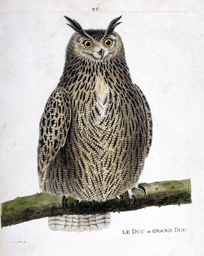 Wykres zoologiczny (ornitologia): książę lub wielki książę (wielki książę lub bubo bubo) na gałęzi. Ilustracja w „Historii ptaków malowanych w ich pozornych i wrażliwych aspektach” Francois Nicolas Martinet (1731-1800). Prywatna kolekcja. autorstwa Francois Nicolas Martinet