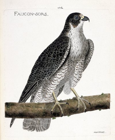 Wykres zoologiczny (ornitologia): sokół wychodzi lub sokół (sokół pelerynowy lub falco peregrinus) na gałęzi. Ilustracja w „Historii ptaków malowanych w ich pozornych i wrażliwych aspektach” Francois Nicolas Martinet (1731-1800). Pri autorstwa Francois Nicolas Martinet