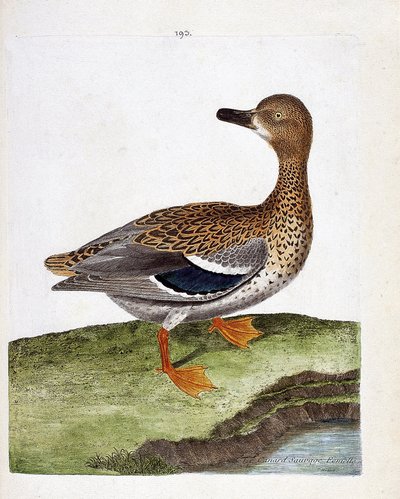 Wykres zoologiczny (ornitologia): samica dzikiej kaczki (kaczki krzyżówki lub anas platyrhynchos). Ilustracja w „Historii ptaków malowanych w ich pozornych i wrażliwych aspektach” Francois Nicolas Martinet (1731-1800). Prywatna kolekcja. autorstwa Francois Nicolas Martinet