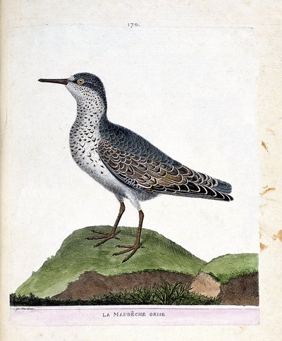 Wykres zoologiczny (ornitologia): szary maubeche (fioletowy dziób lub calidris maritima). Ilustracja w „Historii ptaków, namalowanych w ich pozornych i wrażliwych aspektach” Francois Nicolas Martinet (1731-1800). Prywatna kolekcja. autorstwa Francois Nicolas Martinet