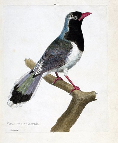 Wykres zoologiczny (ornitologia): sójka z kawiarni (pirolla czerwonodzioba lub urocysa erythrorhyncha). Ilustracja w „Historii ptaków malowanych w ich pozornych i wrażliwych aspektach” Francois Nicolas Martinet (1731-1800). Prywatny koleg autorstwa Francois Nicolas Martinet