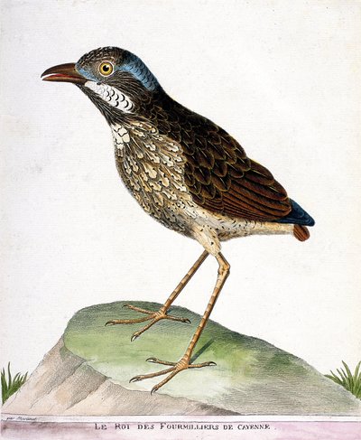 Wykres zoologiczny (ornitologia): król czwartego tysiąca Cayenne (grallaire king lub grallaria varia). Ilustracja w „Historii ptaków malowanych w ich pozornych i wrażliwych aspektach” Francois Nicolas Martinet (1731-1800). Prywatna kolegium autorstwa Francois Nicolas Martinet