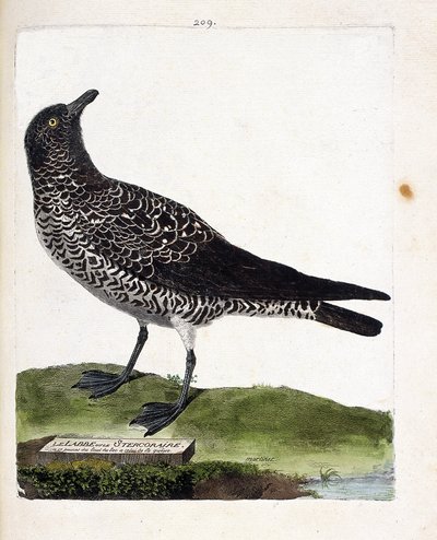 Mapa zoologiczna (ornitologia): labbe lub stercorar (pomarin labbe lub stercorarius pomarinus). Ilustracja w „Historii ptaków, namalowanych w ich pozornych i wrażliwych aspektach” Francois Nicolas Martinet (1731-1800). Prywatna kolekcja. autorstwa Francois Nicolas Martinet