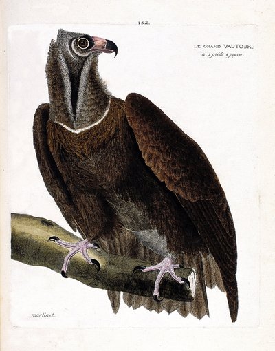 Wykres zoologiczny (ornitologia): sęp duży (sęp zwyczajny lub aegipius monachus) na gałęzi. Ilustracja w „Historii ptaków, namalowanych w ich pozornych i wrażliwych aspektach” Francois Nicolas Martinet (1731-1800). Prywatna kolekcja. autorstwa Francois Nicolas Martinet