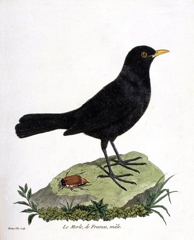 Wykres zoologiczny (ornitologia): samiec kosa (czarny kos lub turdus merula). Ilustracja w „Historii ptaków malowanych w ich pozornych i wrażliwych aspektach” Francois Nicolas Martinet (1731-1800). Prywatna kolekcja. autorstwa Francois Nicolas Martinet