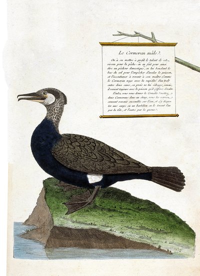 Wykres zoologiczny (ornitologia): samiec kormoran (kormoran wielki lub phalacrocorax carbo). Ilustracja w „Historii ptaków malowanych w ich pozornych i wrażliwych aspektach” Francois Nicolas Martinet (1731-1800). Prywatna kolekcja. autorstwa Francois Nicolas Martinet