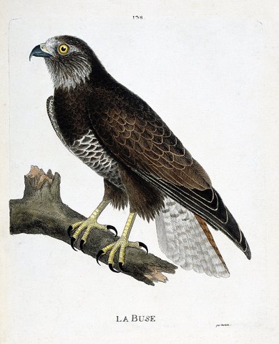 Mapa zoologiczna (ornitologia): dysza (zmienna dysza lub buteo buteo) na gałęzi. Ilustracja w „Historii ptaków, namalowanych w ich pozornych i wrażliwych aspektach” Francois Nicolas Martinet (1731-1800). Prywatna kolekcja. autorstwa Francois Nicolas Martinet