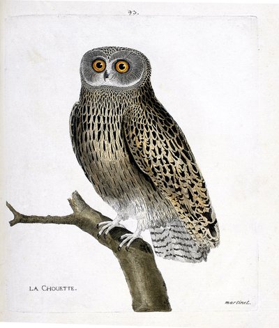 Wykres zoologiczny (ornitologia): sowa (hulotte owl lub strix aluco) na gałęzi. Ilustracja w „Historii ptaków, namalowanych w ich pozornych i wrażliwych aspektach” Francois Nicolas Martinet (1731-1800). Prywatna kolekcja. autorstwa Francois Nicolas Martinet