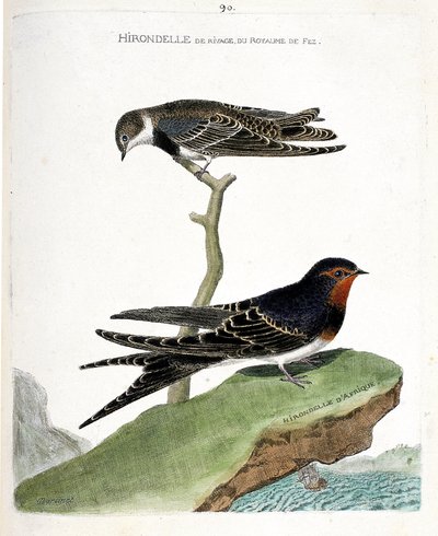 Wykres zoologiczny (ornitologia): jaskółka brzegowa królestwa fezu (Riparia riparia) na gałęzi i jaskółka afrykańska (jaskółka rustykalna lub Hirundo rustica). Ilustracja w „Historii ptaków, namalowanych w ich pozornych i wrażliwych aspektach” autorstwa Francois Nicolas Martinet