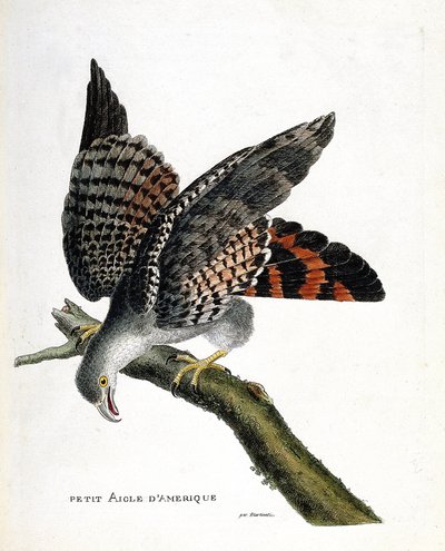 Mapa zoologiczna (ornitologia): mały amerykański orzeł (buffon busard lub circus buffoni) na gałęzi. Ilustracja w „Historii ptaków malowanych w ich pozornych i wrażliwych aspektach” Francois Nicolas Martinet (1731-1800). Prywatna kolekcja autorstwa Francois Nicolas Martinet