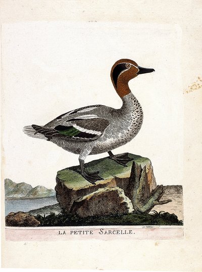 Wykres zoologiczny (ornitologia): mała cyraneczka (zimowa cyraneczka lub anas crecca). Ilustracja w „Historii ptaków, namalowanych w ich pozornych i wrażliwych aspektach” Francois Nicolas Martinet (1731-1800). Prywatna kolekcja. autorstwa Francois Nicolas Martinet