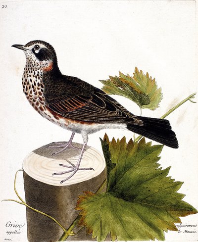 Wykres zoologiczny (ornitologia): drozd powszechnie nazywany mauvis (drozd mauvis lub turdus iliacus) na odmianie drzewa. Ilustracja w „Historii ptaków, namalowanych w ich pozornych i wrażliwych aspektach” Francois Nicolas Martinet (1731-1800). autorstwa Francois Nicolas Martinet
