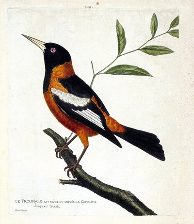 Wykres zoologiczny (ornitologia): trupiale (troupiale oriole lub icterus icterus) na gałęzi. Ilustracja w „Historii ptaków, namalowanych w ich pozornych i wrażliwych aspektach” Francois Nicolas Martinet (1731-1800). Prywatna kolekcja. autorstwa Francois Nicolas Martinet