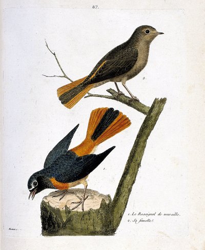 Wykres zoologiczny (ornitologia): słowik ścienny na szczepie drzewa i jego samica (rudzik z białym czołem lub phoenicurus phoenicurus) na gałęzi. Ilustracja w „Historii ptaków, namalowanych w ich pozornych i wrażliwych aspektach” autorstwa Fra autorstwa Francois Nicolas Martinet