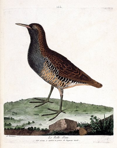 Mapa zoologiczna (ornitologia): rzeka wodna (rallus aquaticus). Ilustracja w „Historii ptaków malowanych w ich pozornych i wrażliwych aspektach” Francois Nicolas Martinet (1731-1800). Prywatna kolekcja. autorstwa Francois Nicolas Martinet