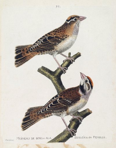 Wykres zoologiczny (ornitologia): wróbel lub płaskorzeźba (wróbel Hudson lub spizea arborea) i jego samica (wróbel z ulgą lub petronia petronia). Ilustracja w „Historii ptaków, namalowanych w ich pozornych i wrażliwych aspektach” Franco autorstwa Francois Nicolas Martinet