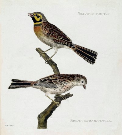 Wykres zoologiczny (ornitologia): od góry do dołu: Samiec i samica Wróbla Haskiego (zizi lub emberiza cirlus) na gałęzi. Ilustracja w „Historii ptaków malowanych w ich pozornych i wrażliwych aspektach” Francois Nicolas Martinet (1731-1800). Priv autorstwa Francois Nicolas Martinet