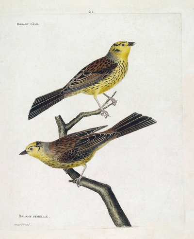 Wykres zoologiczny (ornitologia): od góry do dołu: Samce i samice Wróbla (Yellow Sparrow lub Emberiza citrinella). Ilustracja w „Historii ptaków, namalowanych w ich pozornych i wrażliwych aspektach” Francois Nicolas Martinet (1731-1800). Prywatny autorstwa Francois Nicolas Martinet