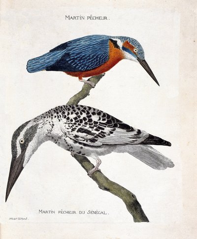 Wykres zoologiczny (ornitologia): od góry do dołu: Martin pecheur (martin pecheur d