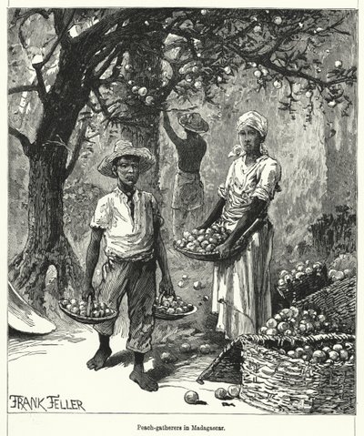 Zbieracze brzoskwini na Madagaskarze (grawerowanie) autorstwa Frank (after) Feller