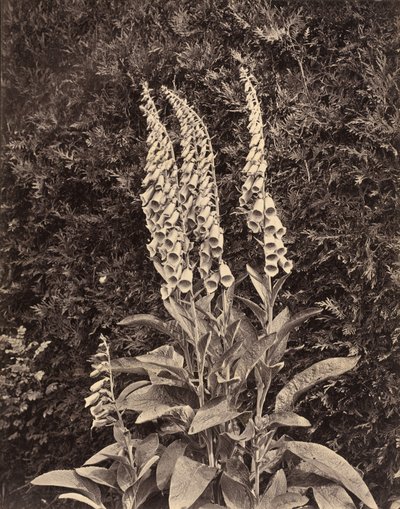 Naparstnice, ok. 1860. autorstwa Frank Mason Good