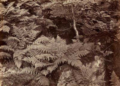 Bez tytułu (badanie paproci) autorstwa Frank Meadow Sutcliffe