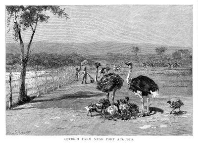 Farma strusi w pobliżu Port Augusta, Australia Południowa, 1886 r. autorstwa Frank P. Mahony