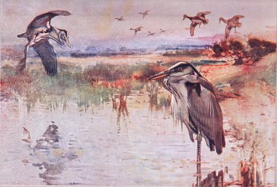 Czapla, ilustracja z Wild Nature & Country Life wydana przez Hodder & Stoughton, ok. 1910 r. autorstwa Frank Southgate