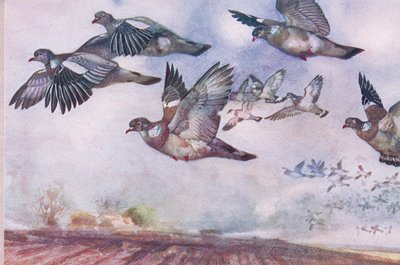 Wood Pigeons w locie, ilustracja z Wild Nature & Country Life wydanej przez Hodder & Stoughton, ok. 1910 autorstwa Frank Southgate
