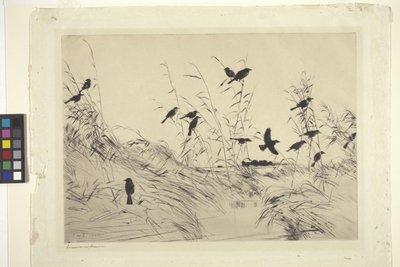 Blackbirds And Rushes (atrament na papierze) autorstwa Frank Weston Benson