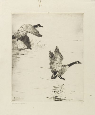 Gęsi wysiadają autorstwa Frank Weston Benson