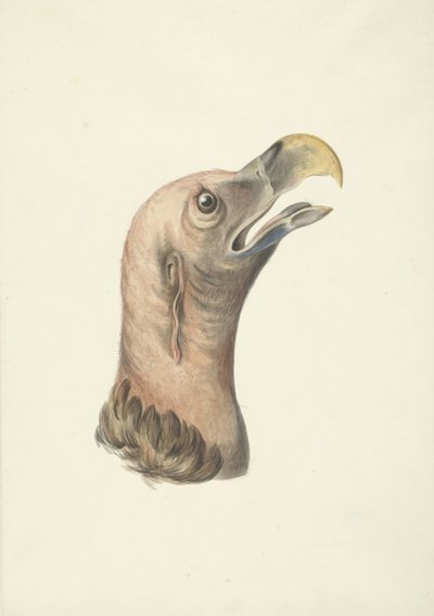 Głowa sępa uszatego (Otogyps auricularis Daud) autorstwa François Levaillant (circle of)