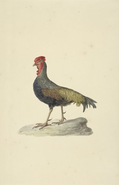 Hoen Son Sonnerata autorstwa François Levaillant (circle of)
