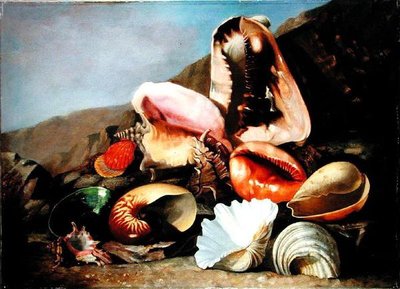 Martwa natura z muszli (olej na płótnie) autorstwa Franz Anton von Scheidel