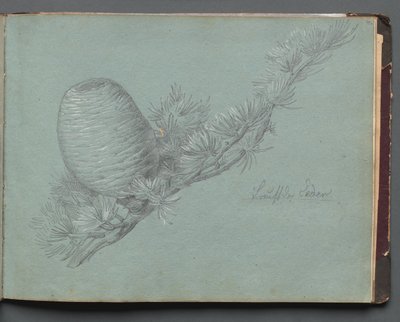 Album z Widokami Rzymu i okolic, Studia krajobrazowe, s. 49a: Studium wiecznie zielonego.... autorstwa Franz Johann Heinrich Nadorp