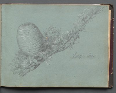 Album z widokami Rzymu i okolic, Studia krajobrazowe, strona 49a: Studium wiecznie zielonej gałęzi z szyszką autorstwa Franz Johann Heinrich Nadorp