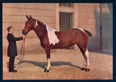 Zdjęcie konia wykonane obiektywem Zeiss Tessar, c1908 autorstwa Franz Kuhn