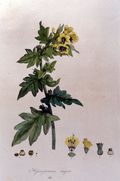 Z „Flora Monacensis” F. De Paola De Schrank. Monachium 1816. autorstwa Franz Schrank