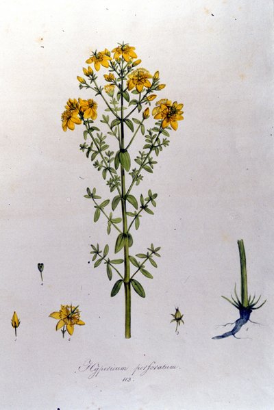 Dziurawiec lub ziele dziurawca. F. De Paola De Schrank „Flora Monacensis” Monachium 1816 autorstwa Franz Schrank