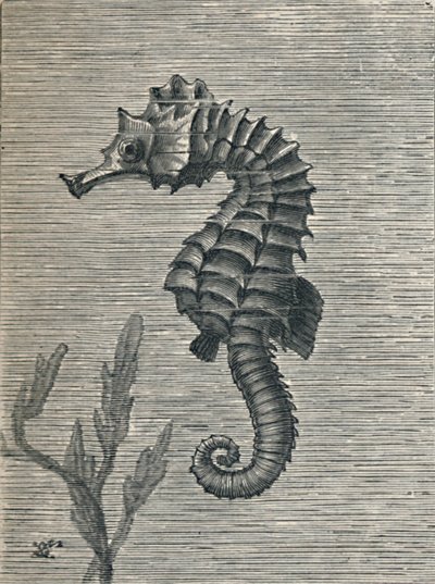 „Konik morski, nie przebrany, statecznie pływający”, c1900, 1910 autorstwa Fred Enock